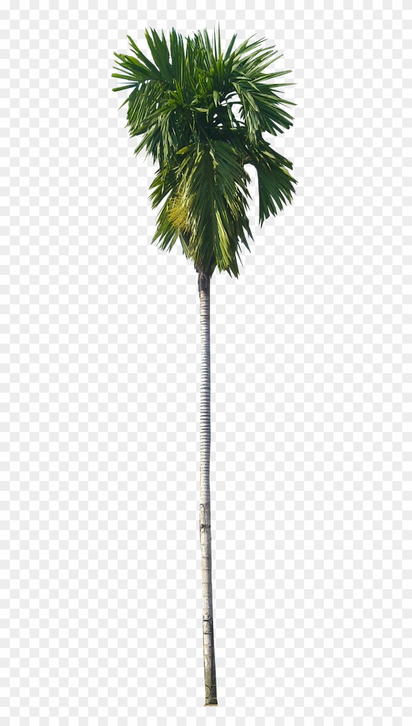Palm Tree Png, Palm Trees, Tree Psd, Tree Graphic, - Betel Nut Palm Png ...