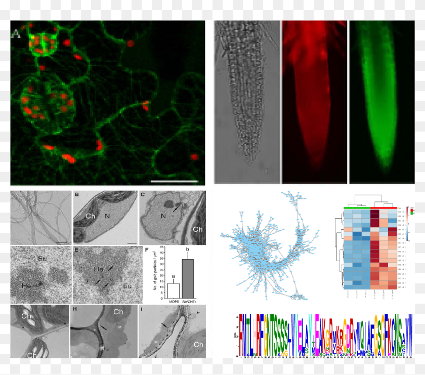 To Plant Cell Structure And Function Lab Graphic Design, HD