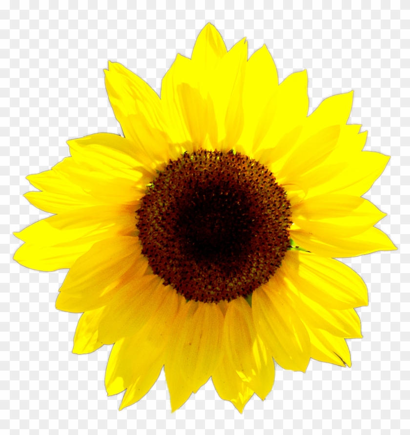 Sunflower Roblox Girl