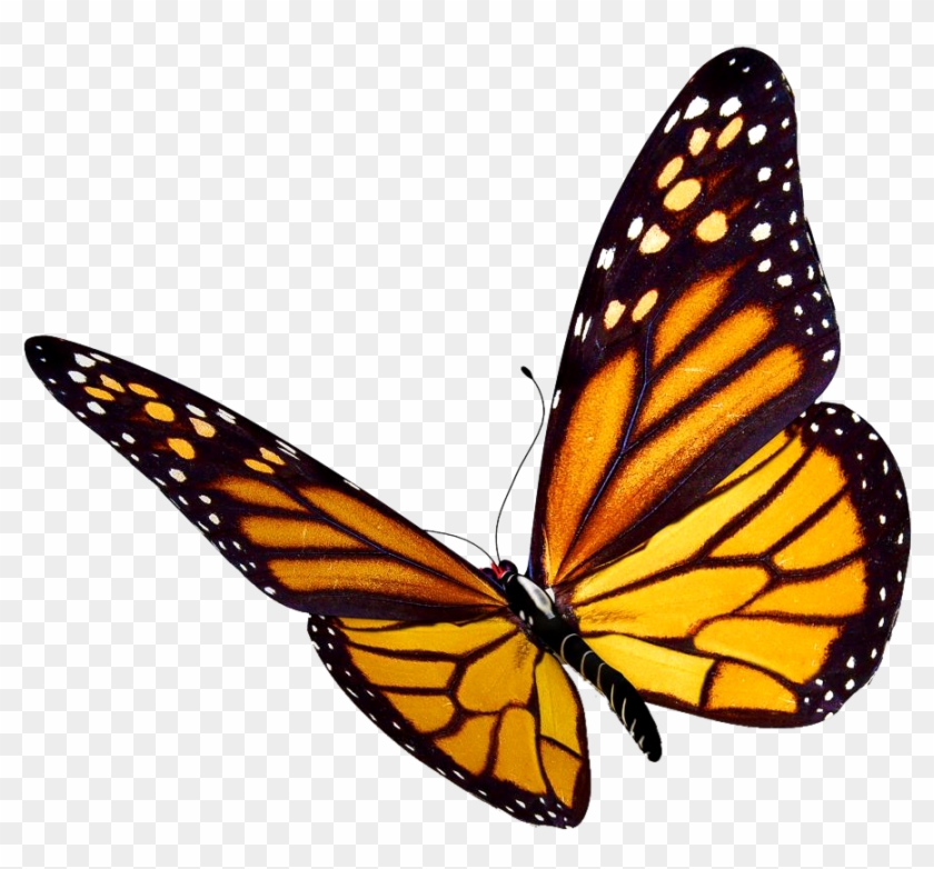 Free Free 213 Flying Away Flying Butterfly Svg SVG PNG EPS DXF File