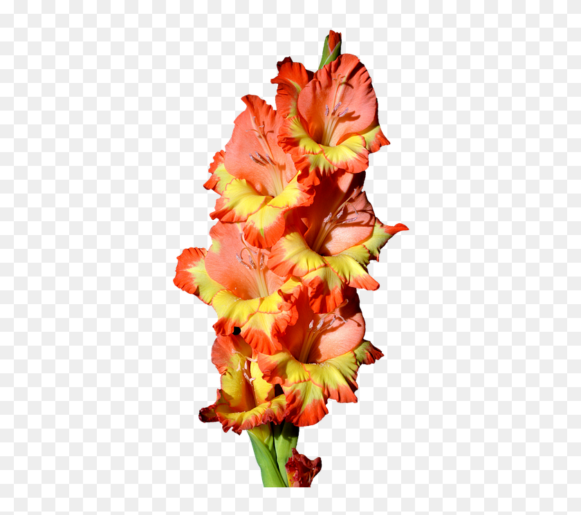Гладиолус Пнг, HD Png Download - 479x720 (#6056743) - PinPng