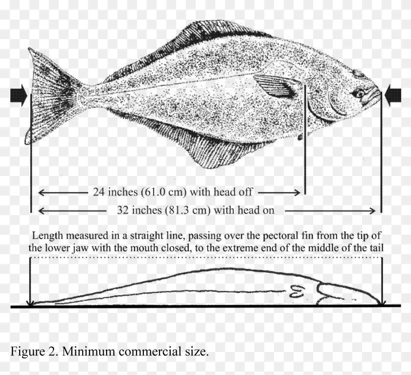 Classification Recreational Fishing Size And Bag Limits, HD Png