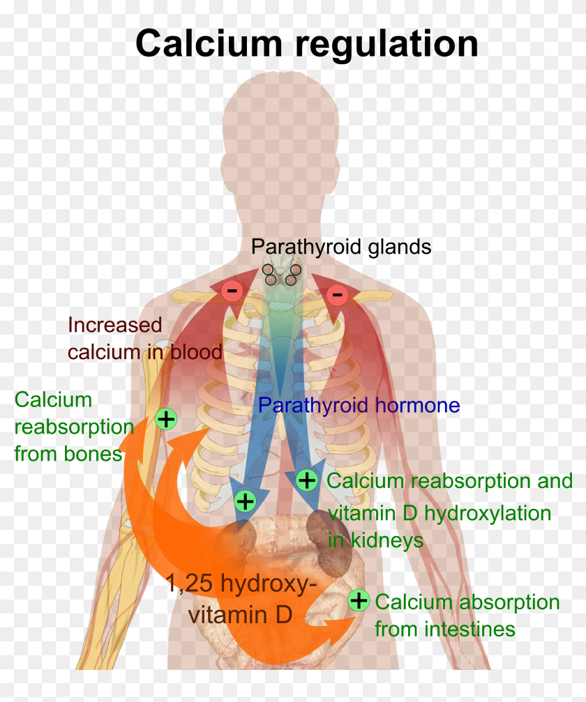 Happens If You Have Too Much Calcium , Png Download Endocrine System