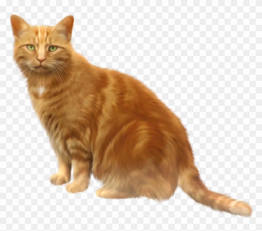 Meme Cat Png