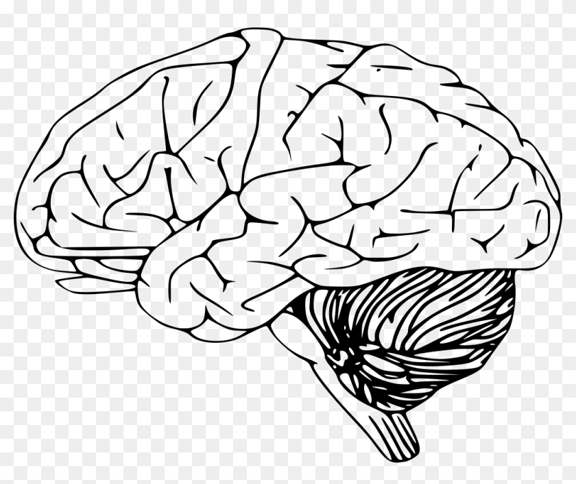 Download Png - Brain Diagram Black And White, Transparent Png