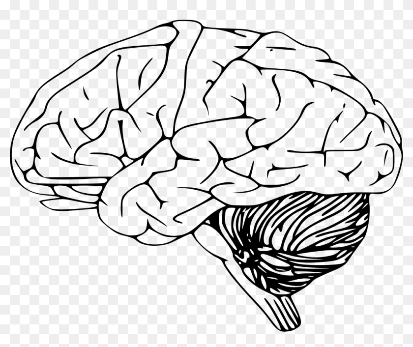 Download Png - Brain Diagram Black And White, Transparent Png ...