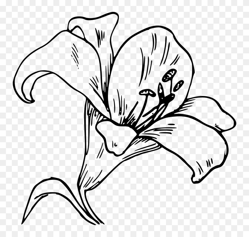 Calla Lily Clipart Black And White Lily Outline, HD Png Download