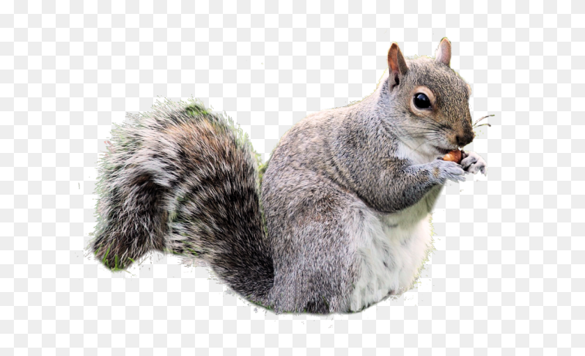 Crimson Squirrel Clipart Clear Heritage - Grey Squirrel photo regarding Squirrel Target Printable named Purple Squirrel Clipart Clear History - Grey Squirrel