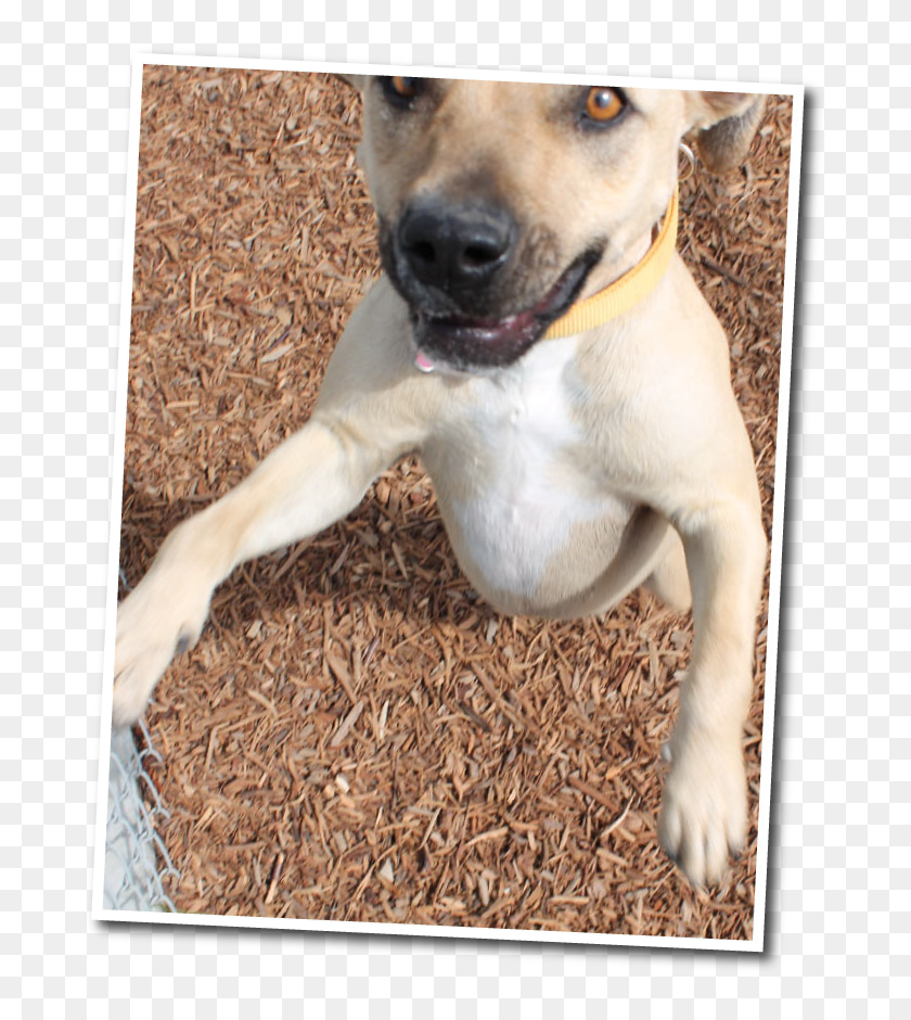 Funny Faces Dog Boarding In Fresno Companion Dog, HD Png Download 688x860 (6475357) PinPng