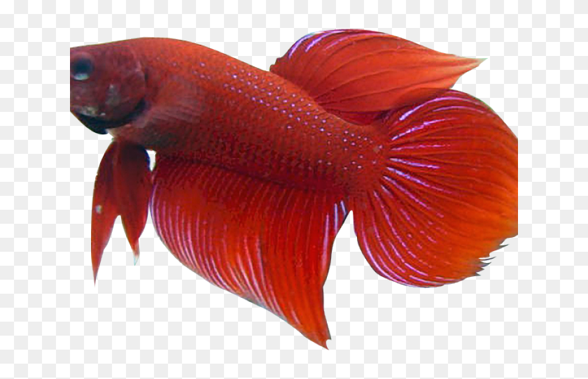 Red Betta Fish Transparent, HD Png Download(640x480) - PinPng.