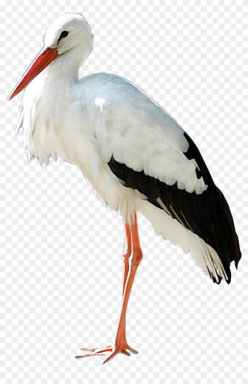 Stork Png - Журавель Пнг, Transparent Png - 1762x2642 (#6546056) - PinPng