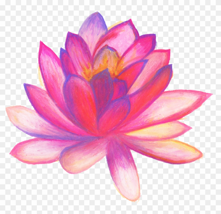 Hand Drawn Flower  Gambar Sketsa  Bunga Lotus HD Png 