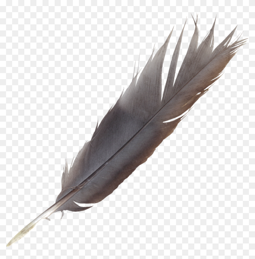 Bird Feather Quill Wing - Feather And Quill Transparent, HD Png ...