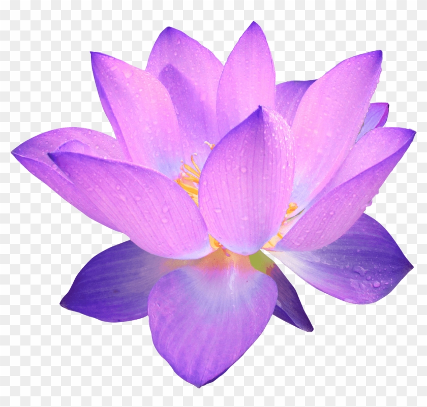 Purple Flower Purple Flower Transparent Background, HD Png Download