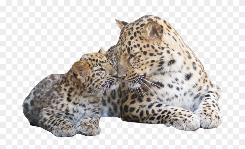 The Amur Leopard And Tiger Alliance Is An Initiative - Amur Leopard