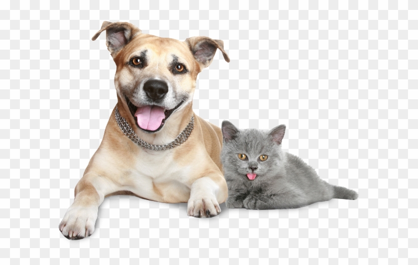 Get Dog And Cat Images Hd Best Pictures - HD image free for you