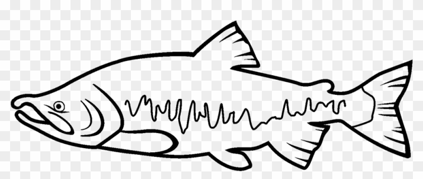 Как выглядит рыба кета рисунок Washington State Fish Drawing, HD Png Download - 1000x379 (#951608) - PinPng